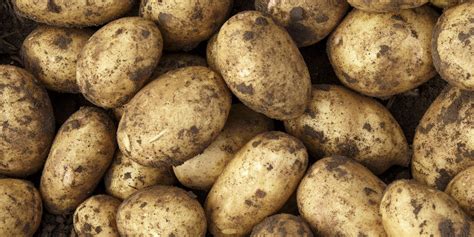 who are the main suppliers of potatoes in the uk